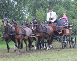 Rüdiger Schulz aus Neuhof auf Poel wurde Landesmeister bei den Pony-Vierspännern. Foto: Wego Rüdiger Schulz aus Neuhof auf Poel wurde Landesmeister bei den Pony-Vierspännern. Foto: Wego